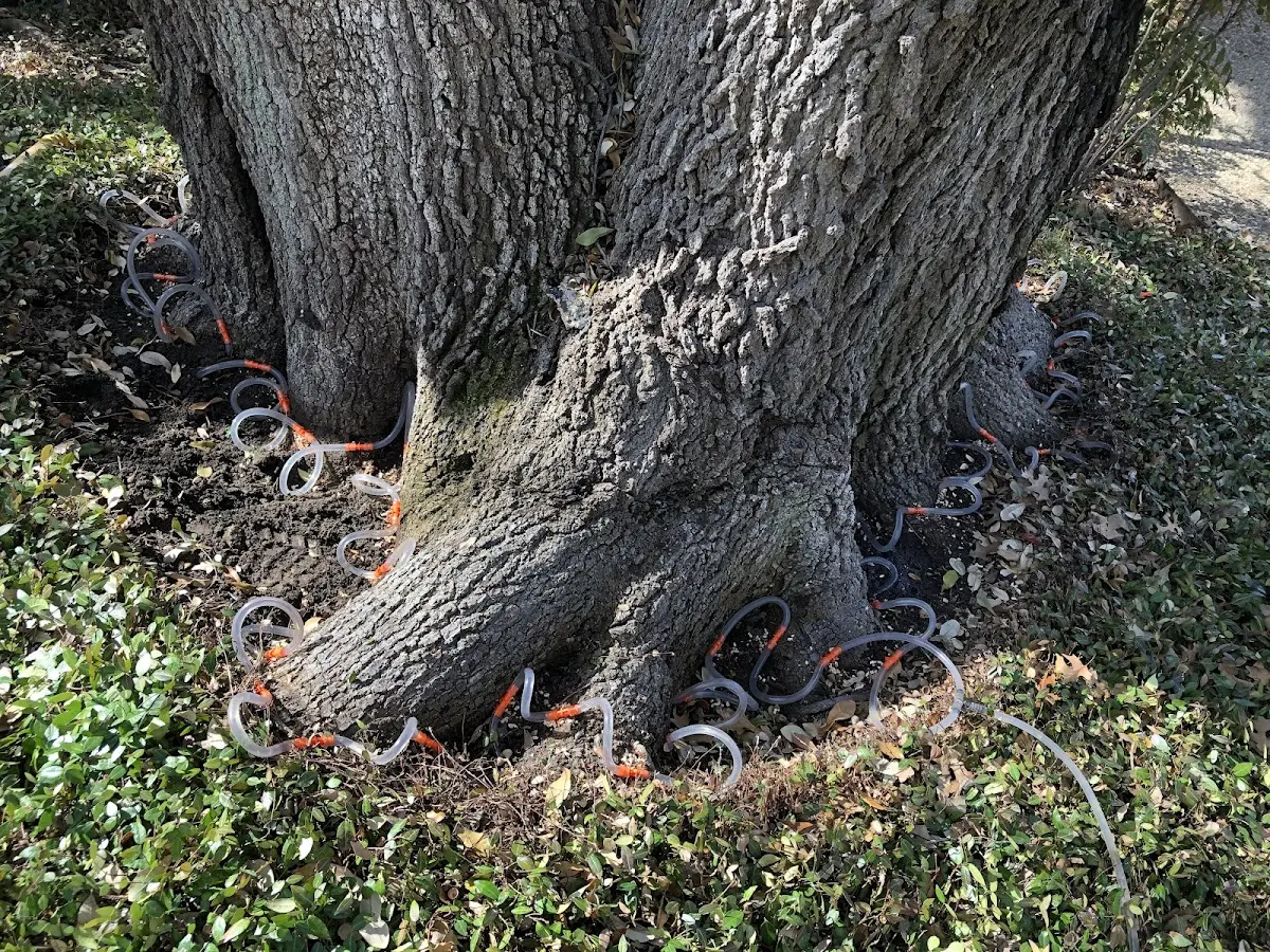 Detailed Tree Cabling and Bracing job site in Lawson